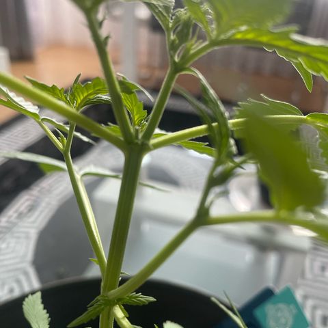 Purple Haze Automatic growlog photo: Getoppt, 2 neue Triebe gekommen 