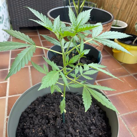 Purple Haze Automatic growlog timeline photo