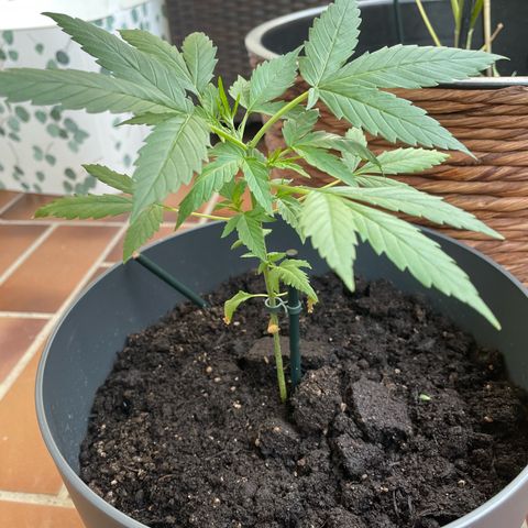Purple Haze Automatic growlog timeline photo