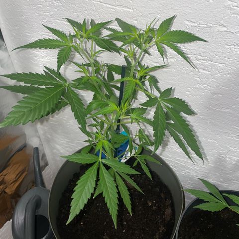 Purple Haze Automatic growlog photo: Durch toppen 2 neue Triebe bekommen. 