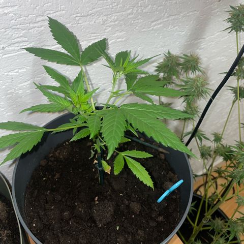 Purple Haze Automatic growlog timeline photo
