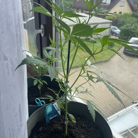 Purple Haze Automatic growlog photo: Miesen Schub bekommen, durchs toppen jetzt schon einsehbarer Mehrertrag 