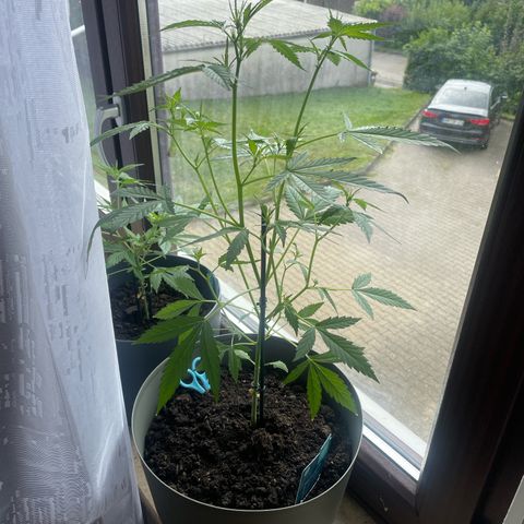Purple Haze Automatic growlog timeline photo