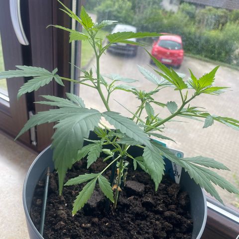 Purple Haze Automatic growlog timeline photo