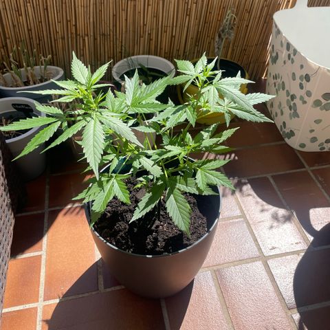 Purple Haze Automatic growlog photo: Eher buschig als groß