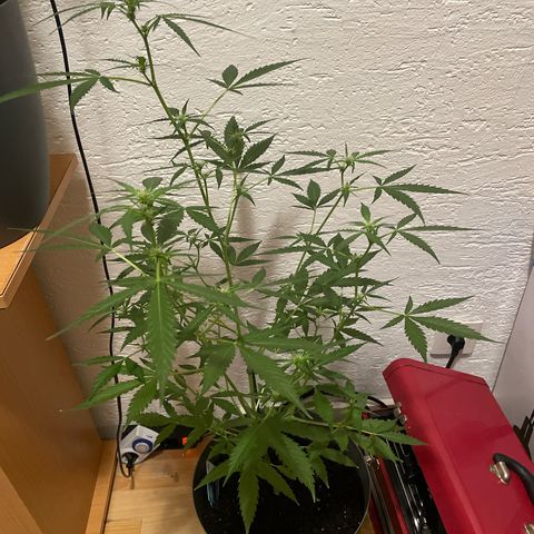 Purple Haze Automatic growlog timeline photo