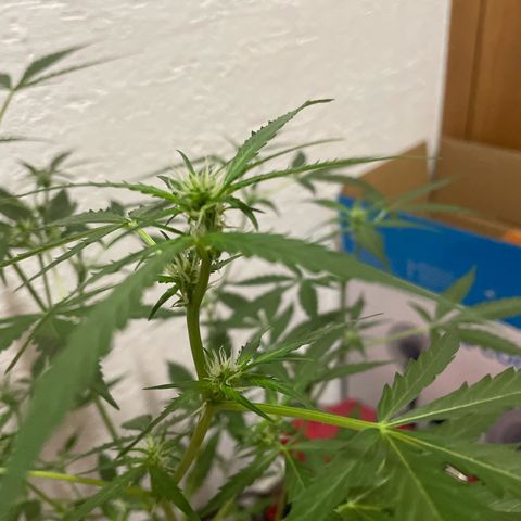 Purple Haze Automatic growlog timeline photo