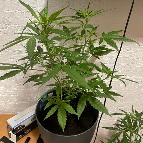 Purple Haze Automatic growlog timeline photo