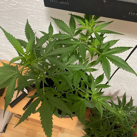 Purple Haze Automatic growlog timeline photo