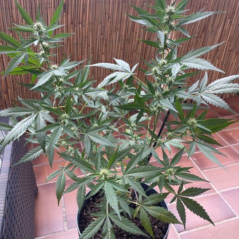 Purple Haze Automatic growlog timeline photo