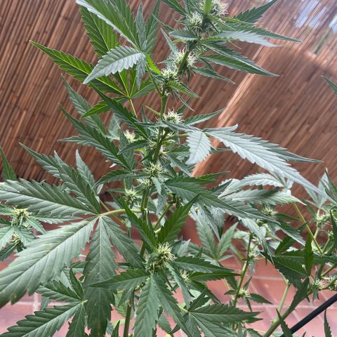 Purple Haze Automatic growlog timeline photo