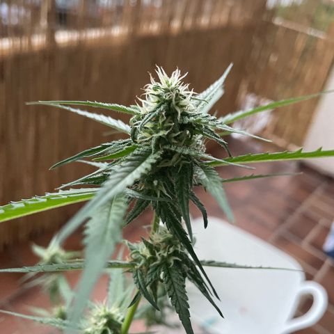 Purple Haze Automatic growlog timeline photo