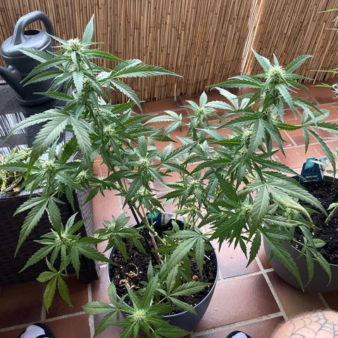 Purple Haze Automatic growlog timeline photo