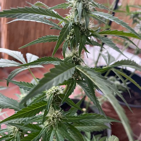 Purple Haze Automatic growlog timeline photo