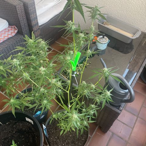 Purple Haze Automatic growlog timeline photo