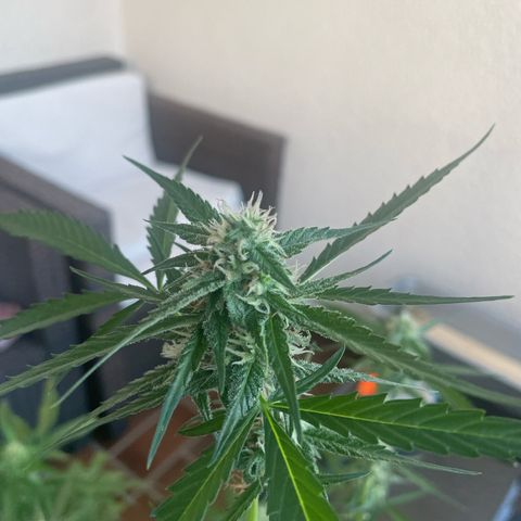 Purple Haze Automatic growlog timeline photo
