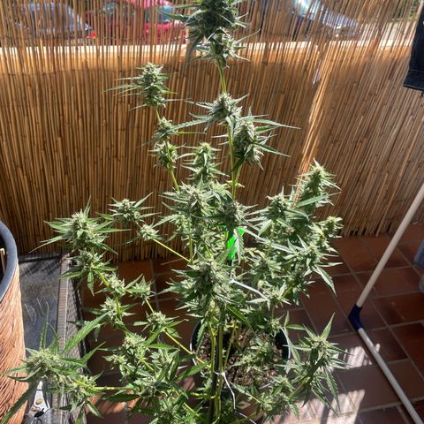 Purple Haze Automatic growlog timeline photo