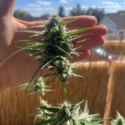 Purple Haze Automatic growlog timeline photo