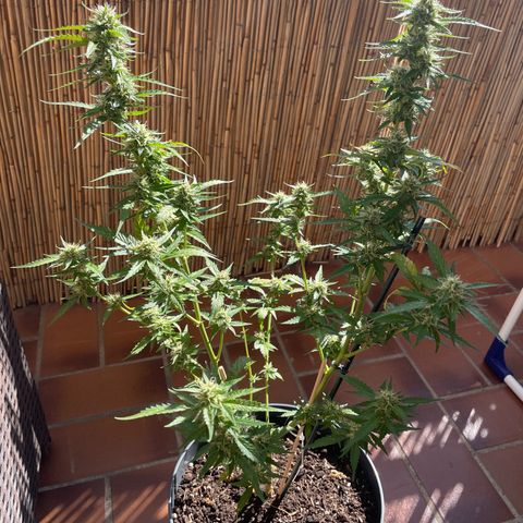 Purple Haze Automatic growlog timeline photo