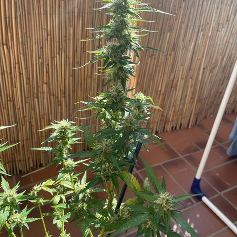 Purple Haze Automatic growlog timeline photo