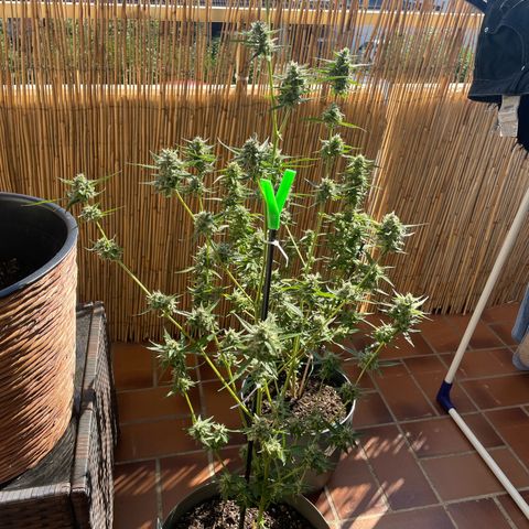 Purple Haze Automatic growlog timeline photo