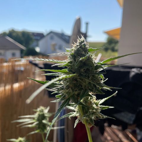 Purple Haze Automatic growlog timeline photo