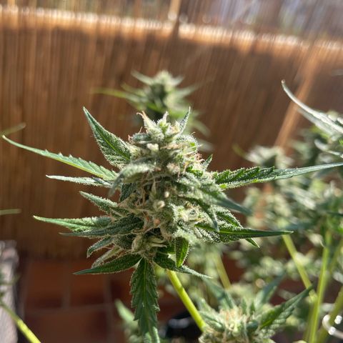 Purple Haze Automatic growlog timeline photo