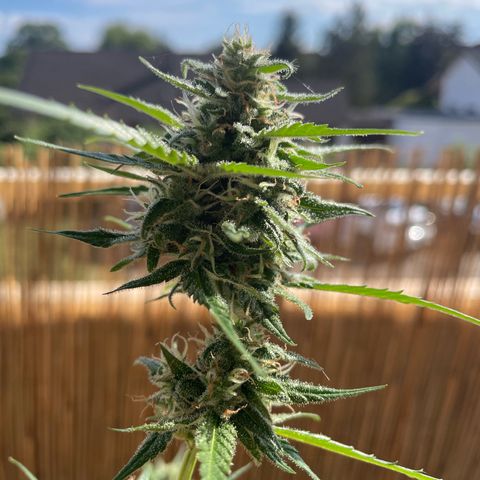 Purple Haze Automatic growlog timeline photo
