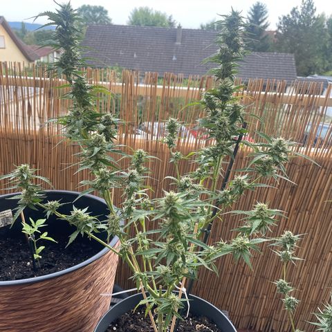 Purple Haze Automatic growlog timeline photo