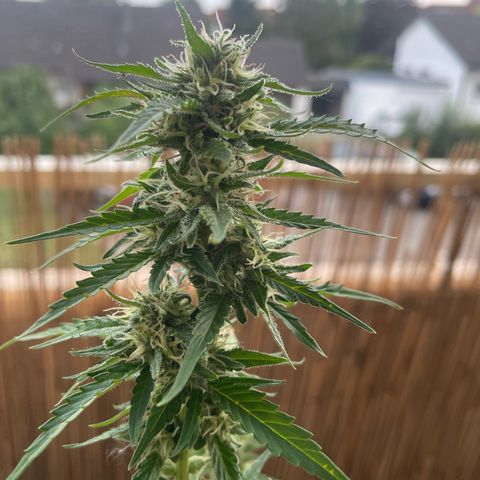 Purple Haze Automatic growlog timeline photo