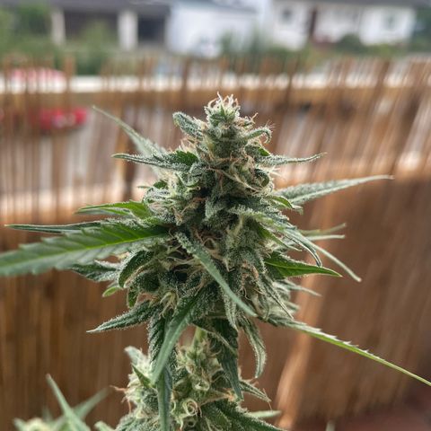 Purple Haze Automatic growlog timeline photo