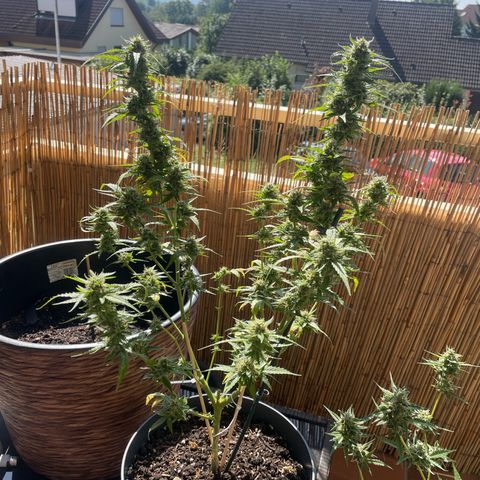Purple Haze Automatic growlog timeline photo