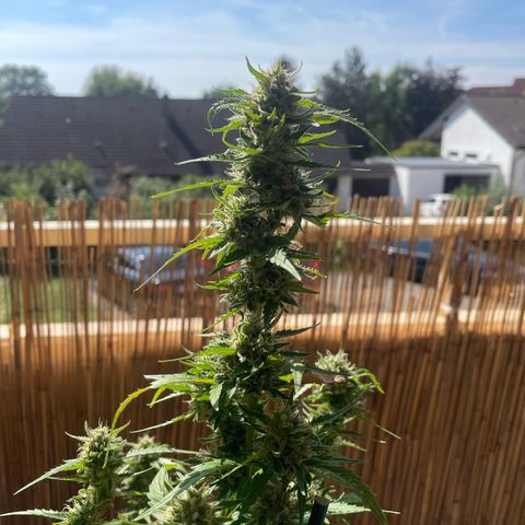 Purple Haze Automatic growlog timeline photo