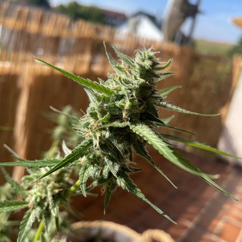 Purple Haze Automatic growlog timeline photo