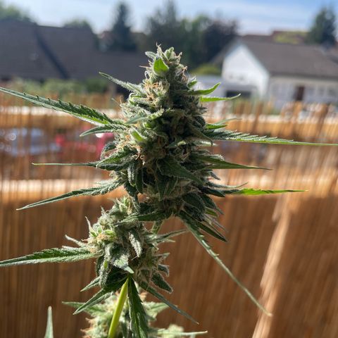 Purple Haze Automatic growlog timeline photo