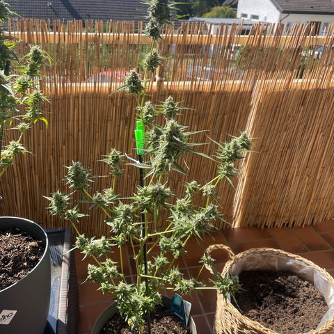Purple Haze Automatic growlog timeline photo