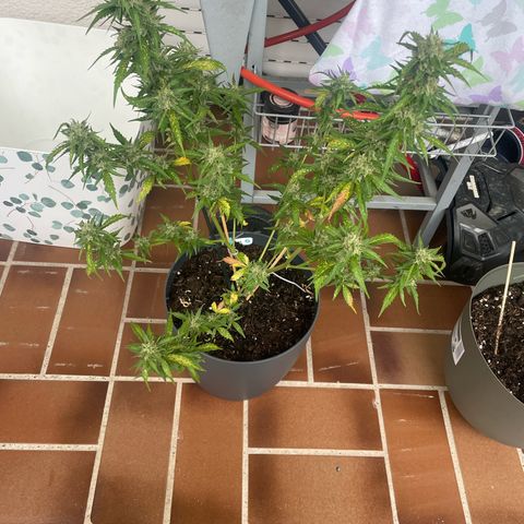 Purple Haze Automatic growlog timeline photo