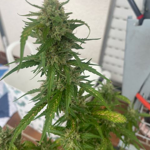 Purple Haze Automatic growlog timeline photo