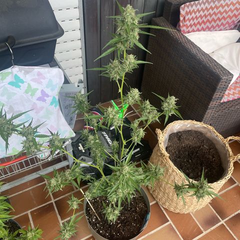 Purple Haze Automatic growlog timeline photo