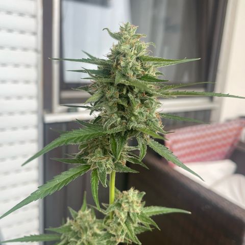 Purple Haze Automatic growlog timeline photo