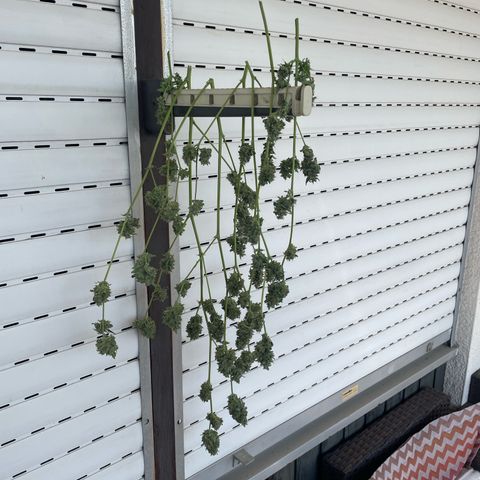 Purple Haze Automatic growlog timeline photo