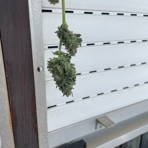 Purple Haze Automatic growlog timeline photo