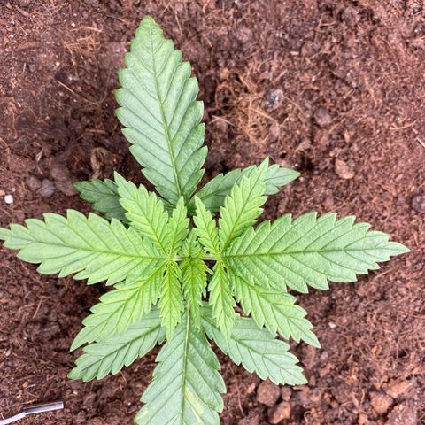 White widow. 40 gallon pot growlog timeline photo