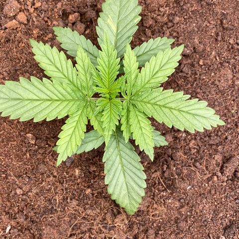 White widow. 40 gallon pot growlog timeline photo