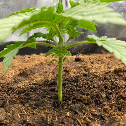 White widow. 40 gallon pot growlog timeline photo