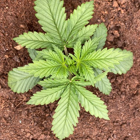 White widow. 40 gallon pot growlog timeline photo