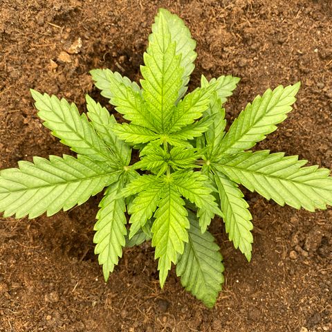 White widow. 40 gallon pot growlog timeline photo
