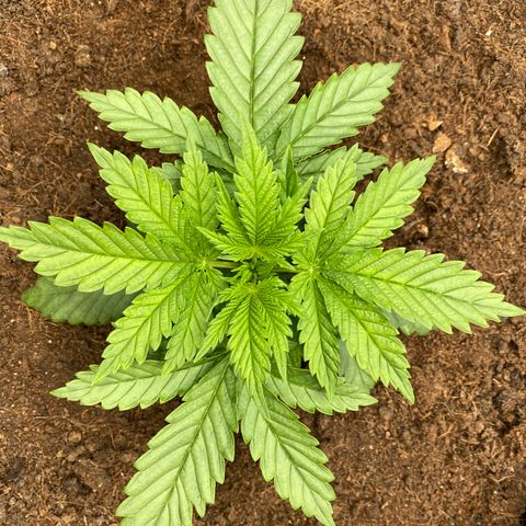 White widow. 40 gallon pot growlog timeline photo