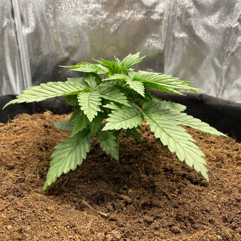 White widow. 40 gallon pot growlog timeline photo