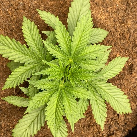 White widow. 40 gallon pot growlog timeline photo